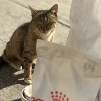 واگذاری رایگان