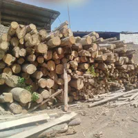 چوب اسلپی گردو و چنار