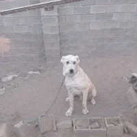 سگ ،|سگ|سبزوار, قصبه غربی|دیوار