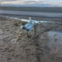 دوعدد خروس کردی|حیوانات مزرعه|ماهیدشت, |دیوار