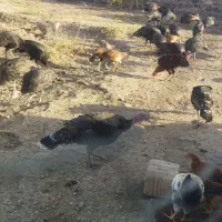 بوقلمون|حیوانات مزرعه|ماکو, |دیوار