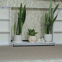 شلف|کتابخانه، شلف، قفسه‌های دیواری|اهواز, سپیدار|دیوار