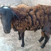 فروش بره نر