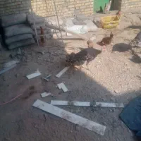 رامشیر|حیوانات مزرعه|رامشیر, |دیوار