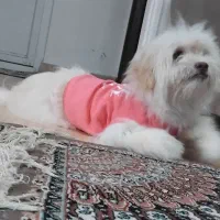 سگ ماده ۷ ماهه شیتزو کراس قیمت توافقی