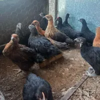 جوجه|پرنده|نجف‌آباد, گلدشت|دیوار