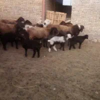 میش بره دار|حیوانات مزرعه|جلگه رخ, |دیوار