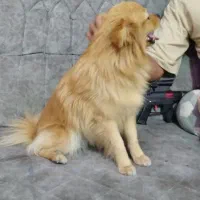 سگ پامر