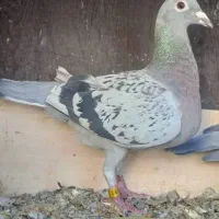 کفتر|پرنده|ریگ ملک, |دیوار