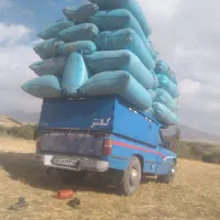 کاه گندم دیم