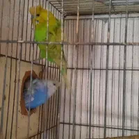 مرغعشق وعروس هلندی وفنج