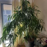 گل آپارتمانی|گل و گیاه طبیعی|خمینی‌شهر, |دیوار