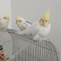 عروس هلندی و اسکرچر گربه