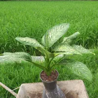 گل دیفن باخیا|گل و گیاه طبیعی|امامزاده عبدالله, |دیوار