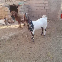 بز جوان|حیوانات مزرعه|سبزوار, قصبه شرقی|دیوار