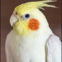 دوتا عروس هلندی