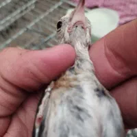 جوجه سهره نر کال نشاندار