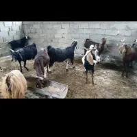 تعداد ۸ راس بز سنگین ابستن