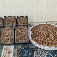 خرماگنطار ودیری تمیزامسال