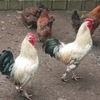 خروس|حیوانات مزرعه|لاهیجان, یوسف آباد|دیوار