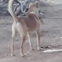 سگ سرابی|سگ|بروجرد, |دیوار