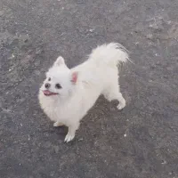 سگ پامر