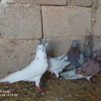 2جقت کبوتر پرشی