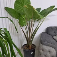 گل بابا آدم تنه قرمز