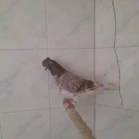 شکار شب بلندی