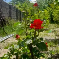 باغ-چه-ویلایی-حصار-شده-مابین-اسکو-و-خسروشاه