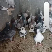 ۴۰ تا دورگ ،۴۰ تا بهبهونی ،۶ عدد تهرونی(فسا)