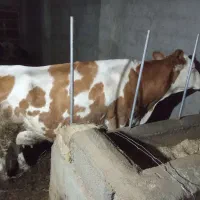 فروش گاو شیری همراه گوساله|حیوانات مزرعه|باشتین, |دیوار