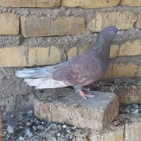 ماده کفتر سرخ|پرنده|زارچ, |دیوار