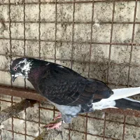 کبوتر تهرانی|پرنده|بندرعباس, |دیوار