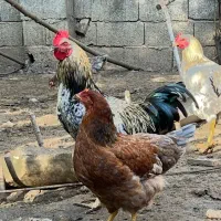 مرغ و خروس محلی