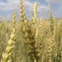 نیازمند اجره زمین کشاورزی
