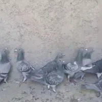 کبوتر پلاکی