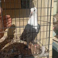 زاغ سیا سرسفید کربلایی مخملی ماده