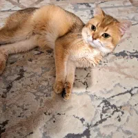 گربه بریتیش گلد|گربه|شیراز, تاچارا|دیوار
