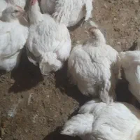 فروش مرغ زنده گوشتی بدون واکسن ارگانیک