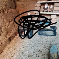 کفتر|پرنده|کنگاور, |دیوار