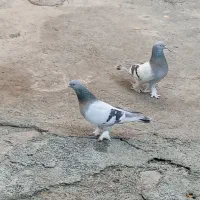 دو عدد کبوتر شقشقی