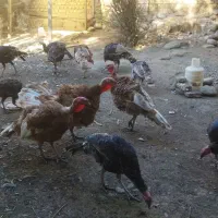 بوقلمون بوربون