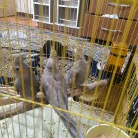 عروس هلندی|پرنده|تهران, والفجر (افسریه)|دیوار