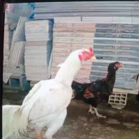مرغ خروس لاری وجوجه