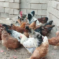 خروس و مرغ تخمگذار جوان|حیوانات مزرعه|تربتحیدریه, مسجد جامع|دیوار