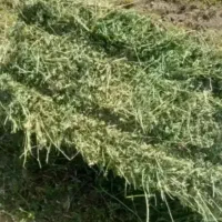 فروش یونجه