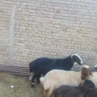 قوچ|حیوانات مزرعه|زاغه, |دیوار