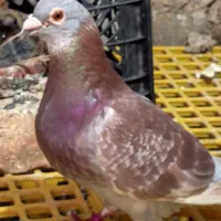 کبوتر مسافتی