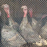 فروش بوقلمون نر|حیوانات مزرعه|اردبیل, |دیوار